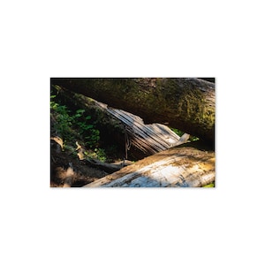 Tarjeta de felicitación de Oregón (10 x 15 cm), sobre incluido, fotografía de Oregón, juego de tarjetas de naturaleza, recuerdo de viaje de Oregón, tarjetas de naturaleza en blanco, horizontal