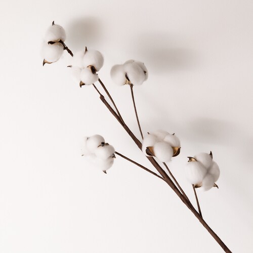 6 cotton flowers head in one stem, dried flowers, home decor