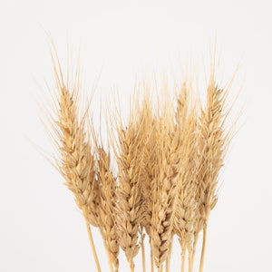 May include: A bunch of dried wheat stalks with golden brown heads against a white background.