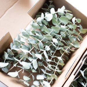 May include: A collection of fresh eucalyptus branches with rounded, silvery-green leaves, presented in a cardboard box. The leaves have a soft, muted colour, and the stems are a light brown. This image showcases a natural, botanical product.