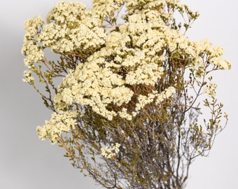 Australia native dried Brownii, preserved flowers, Diy wedding flowers, floral design