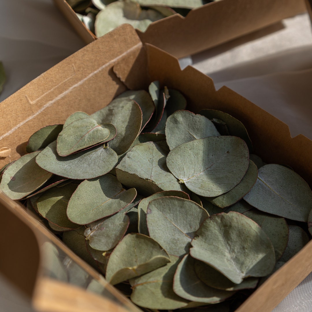 Dried Eucalyptus Leaves Craft Box, Dried Flower Confetti, Diy Resin ...