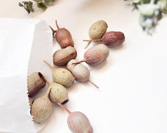 Australian Dried Gum Nuts Craft Box: DIY Wedding Confetti