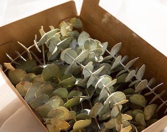 Preserved Eucalyptus Leaves Craft Box, Natural Botanical Supply, Resin Art, Wedding Greenery