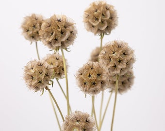 Vainas de escabiosa secas (10 tallos), relleno natural para jarrones, decoración para bodas, manojo de flores secas para arreglos caseros, decoración rústica para el hogar.