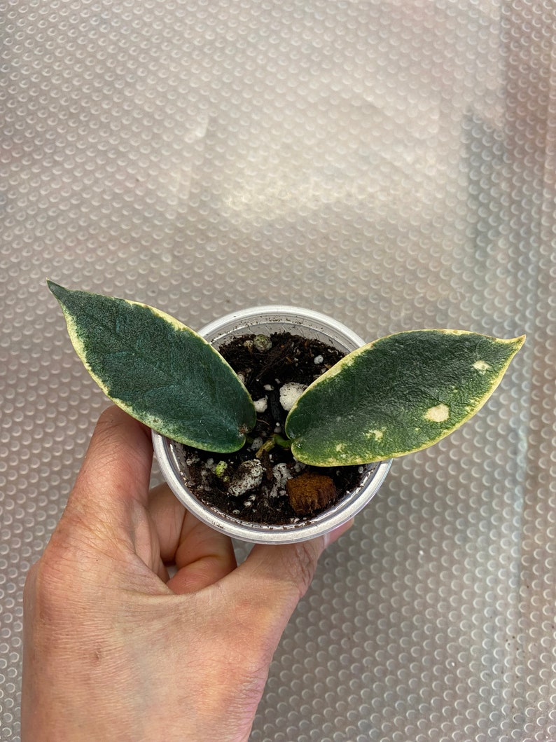 Hoya archboldiana Albo Marginata, 1, Rooted and Healthy, Rare Find Please Read Description image 4