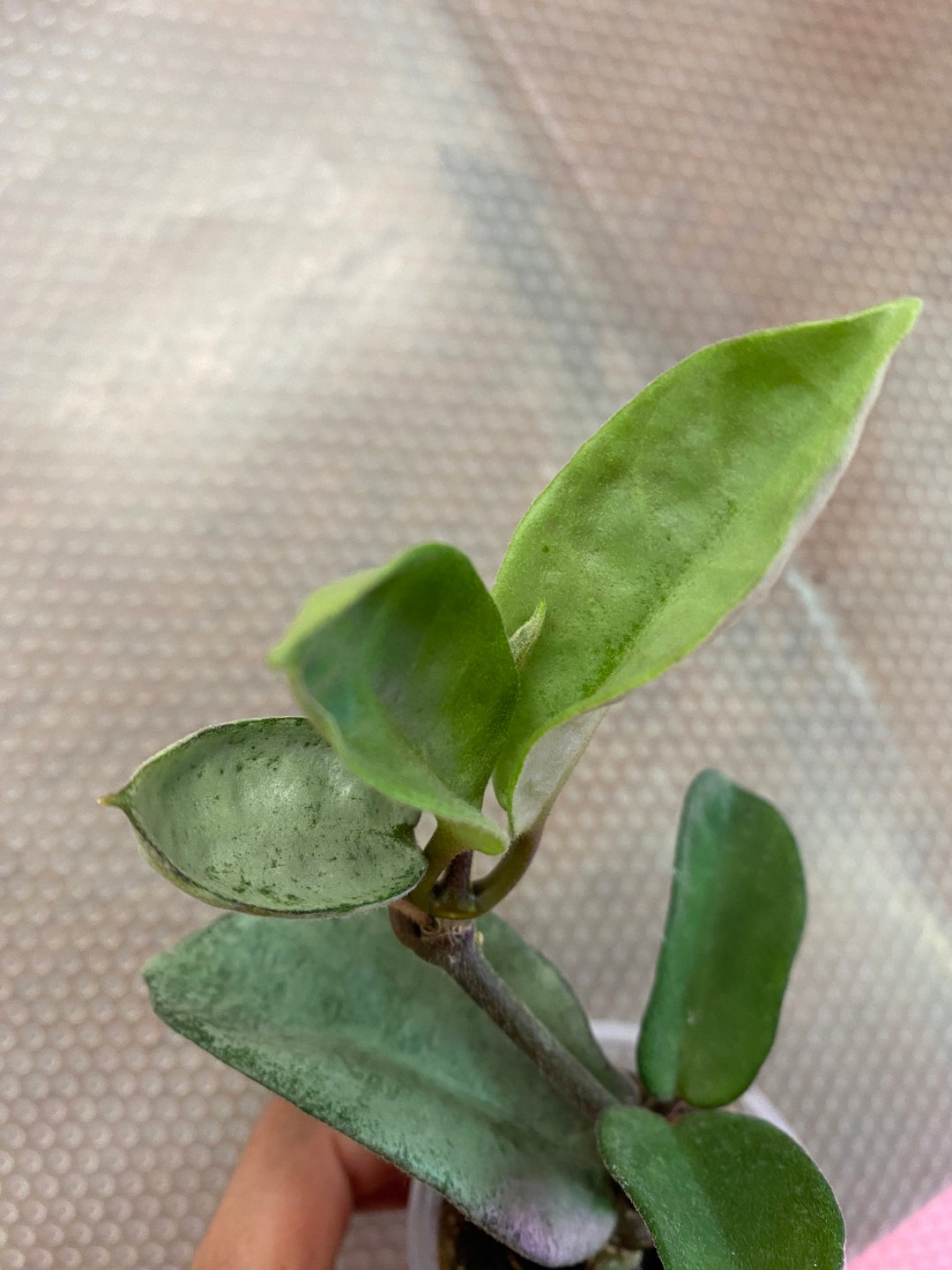 Hoya Carnosa Nova Ghost, Rooted Healthy, Silvery Leaves, With New ...