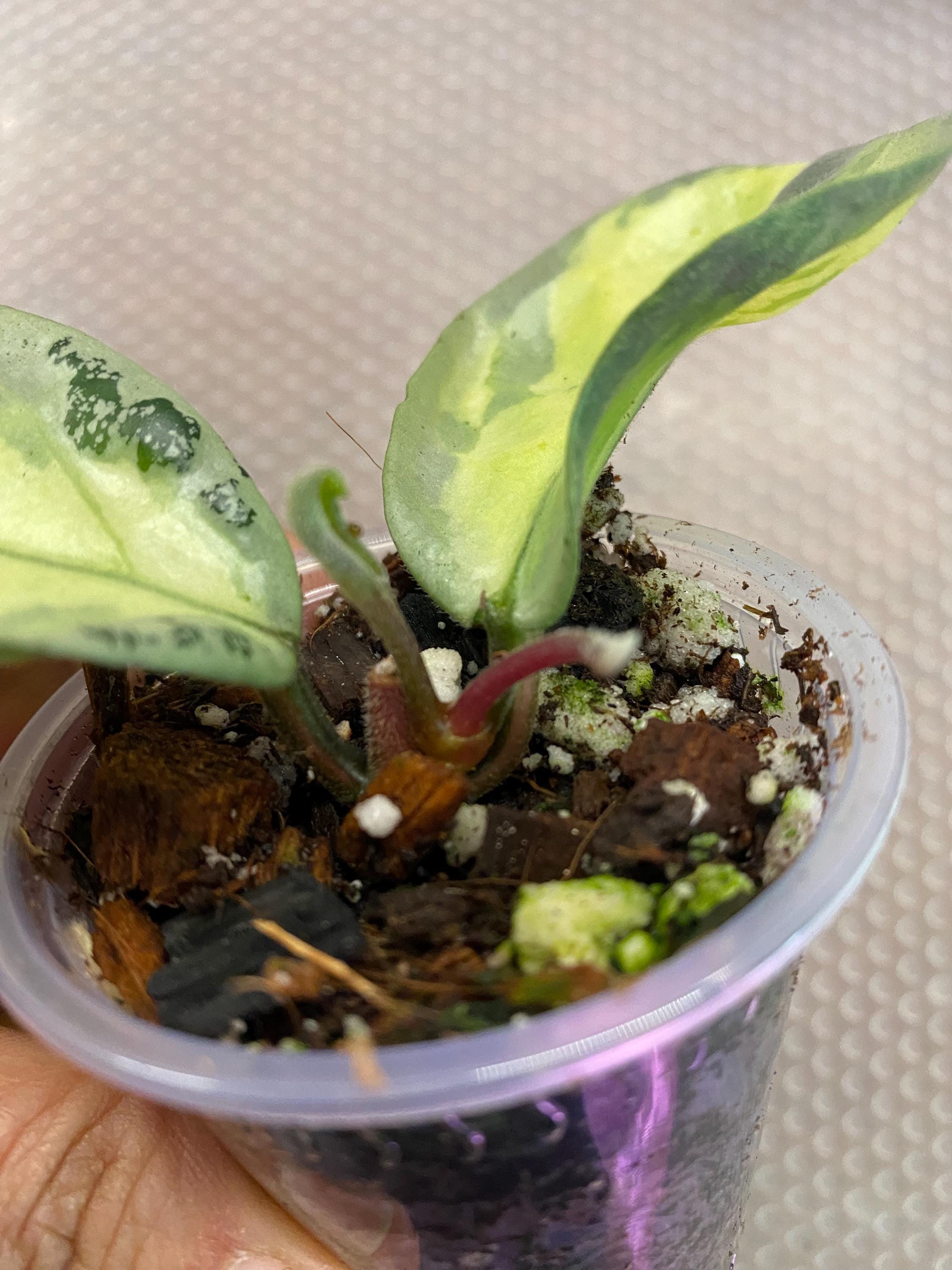 Hoya carnosa ‘Argentea Princess’① Hoya carnosa 'Argentea Princess' | Unsolicited Plant Talks