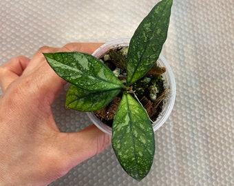 Hoya Crassipetiolata Splash (4), rooted in a 2 inch pot, actively growing