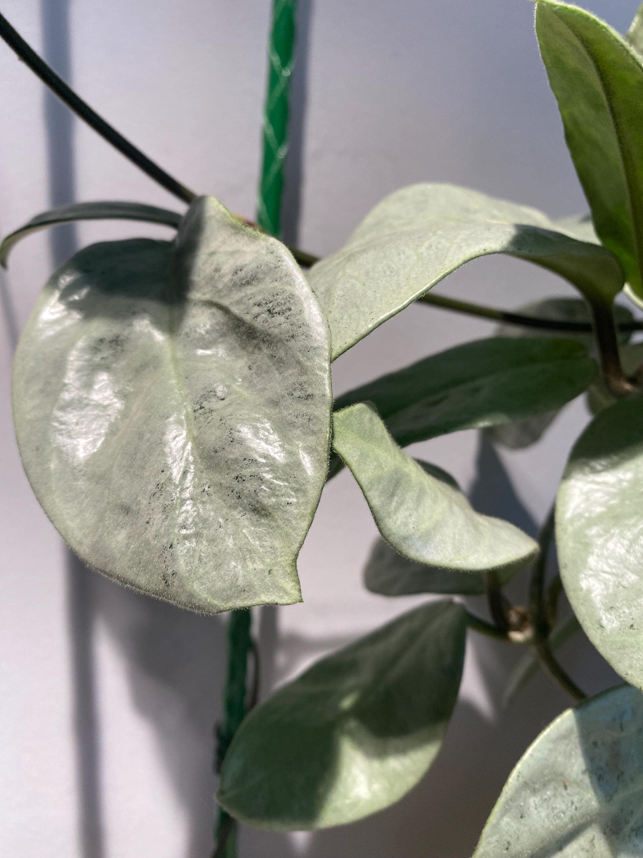 Hoya Nova Ghost - Etsy Hoya Nova Ghost - Etsy