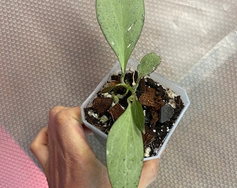 Hoya New Guinea Ghost, Rare Find! rooted and a healthy plant in a 3 inch pot.