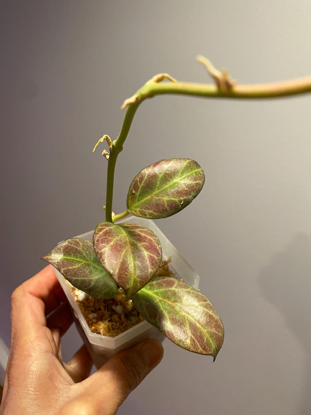 Hoya Obscura Silver, (3A), Rooted Plant, Healthy, Sun Stressed, Rare ...