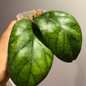 Hoya Meredithii - Etsy