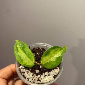 Hoya Dennisii Frida - Etsy