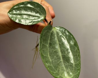 E0368 Super Rare Hoya Latifolia Silver Rooted - Etsy