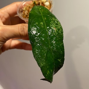 Hoya Clemensorium Thailand, (2), Rooted and Healthy Cutting, in a 2 inch pot, Rare Find!