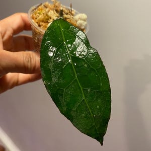 Hoya Clemensorium Thailand, (1), Rooted and Healthy Cutting, in a 2 inch pot, Rare Find!