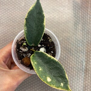 Hoya archboldiana Albo Marginata, 1, Rooted and Healthy, Rare Find Please Read Description image 1