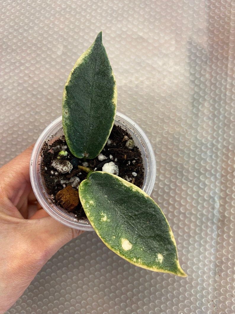 Hoya archboldiana Albo Marginata, 1, Rooted and Healthy, Rare Find Please Read Description image 1