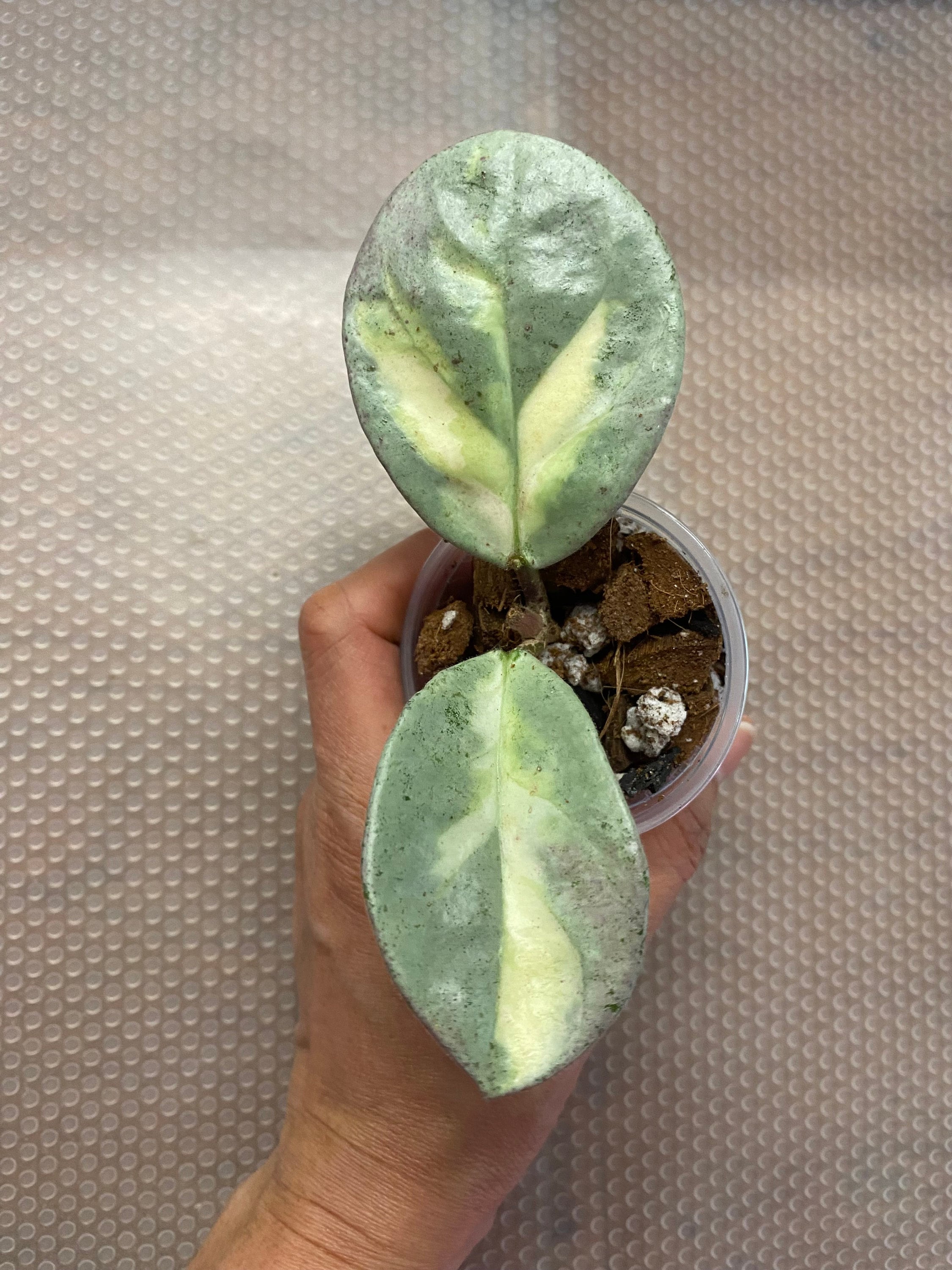 Hoya Argentea Princess (B), Highly Variegated, Huge Leaves Hoya Argentea Princess (B), Highly Variegated, Huge Leaves