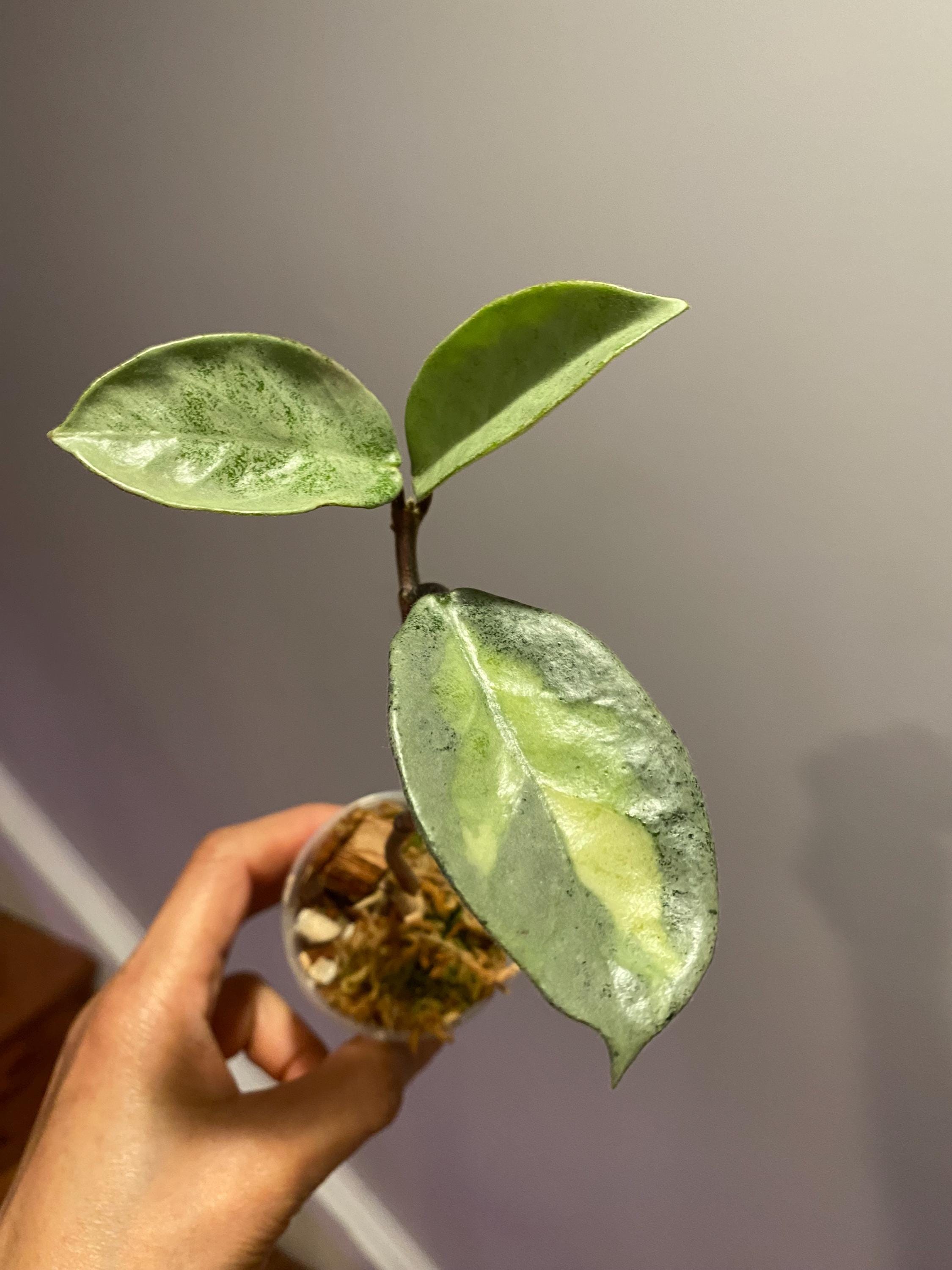 Hoya Carnosa Argentea Princess: Rooted Plant - Etsy