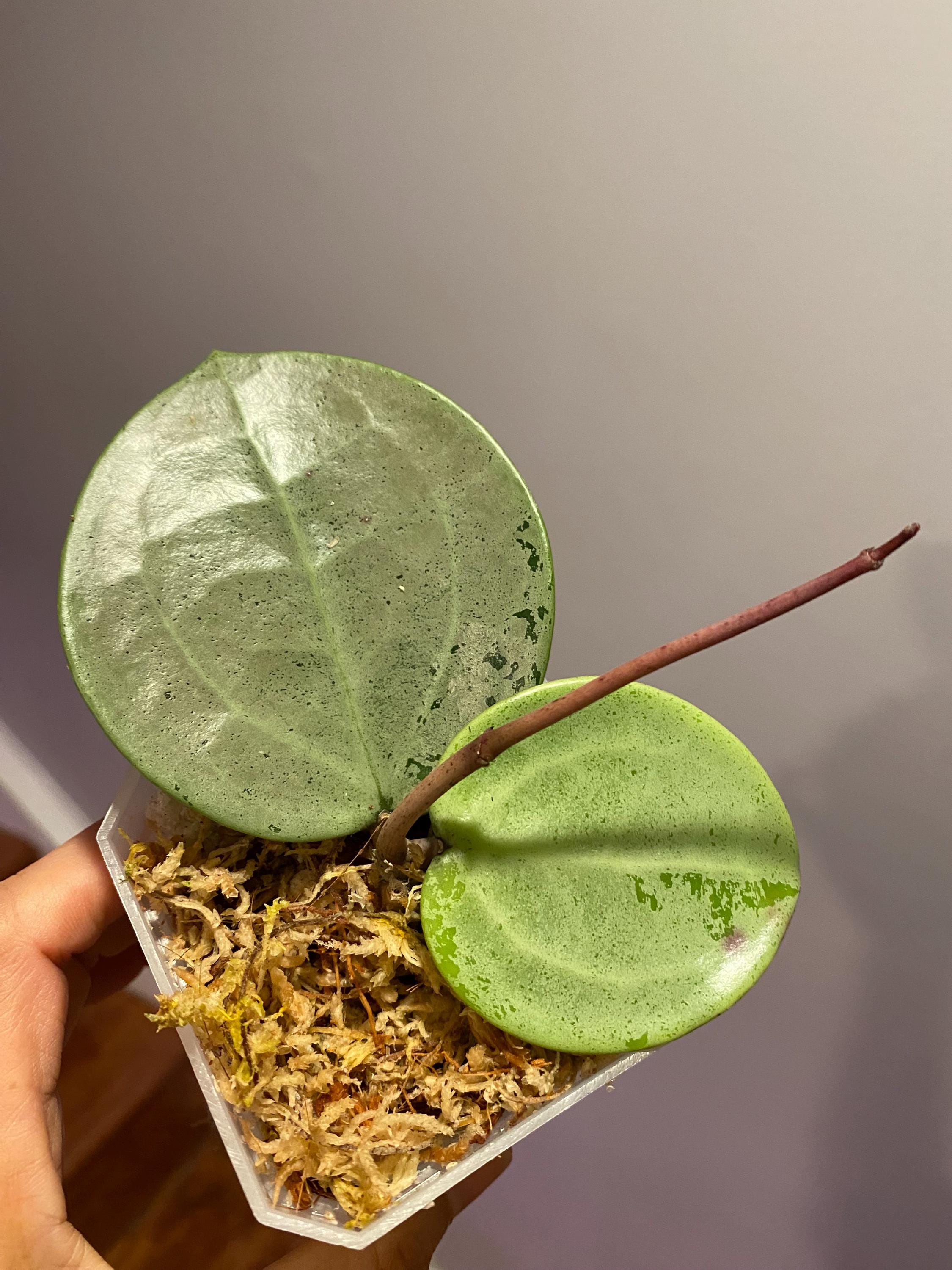 ホヤ　Hoya Veillata Silver Heart サクララン Rare) Hoya silver heart for sale - HappyForestStore