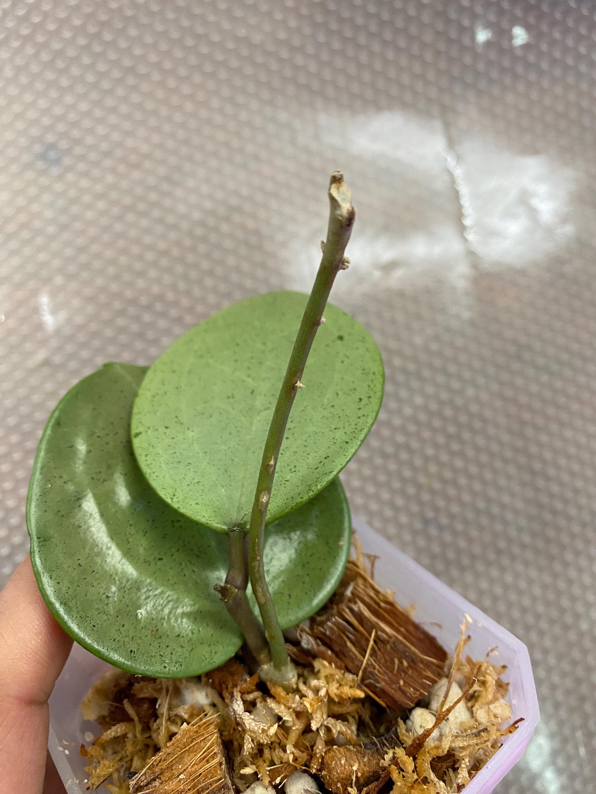 ホヤ　Hoya Veillata Silver Heart サクララン 原種 ホヤ ヴェルシラータ シルバーハート サクララン 鉢花 吊鉢