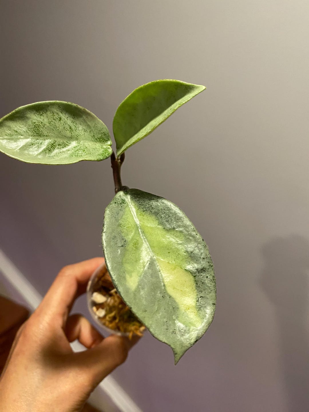 Hoya Carnosa Argentea Princess: Rooted Plant - Etsy