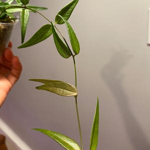 Hoya Leucantha, Rooted Plant, 2 inch pot! Actively growing! Healthy! Rare Find! Collector plant!