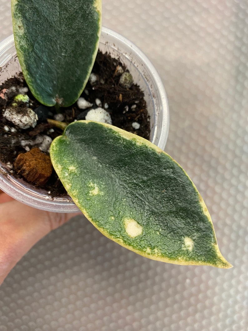 Hoya archboldiana Albo Marginata, 1, Rooted and Healthy, Rare Find Please Read Description image 2