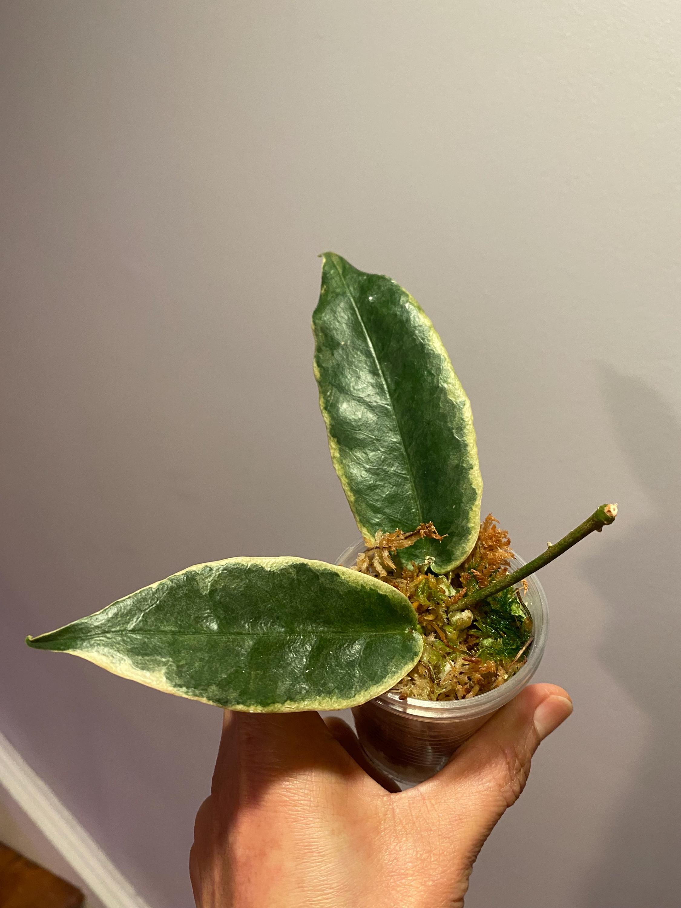 Hoya archboldiana variegata 約5~６cmカップ Rare) Hoya archboldiana albomarginata for sale - HappyForestStore