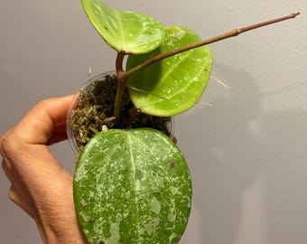 Hoya EPC -997 Splash, Rooted Cutting with new growth, healthy, Rare Find!
