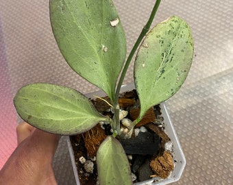 Hoya New Guinea Ghost, Rare Find! rooted and a healthy plant in a 3 inch pot! Slightly sun stressed leaves.