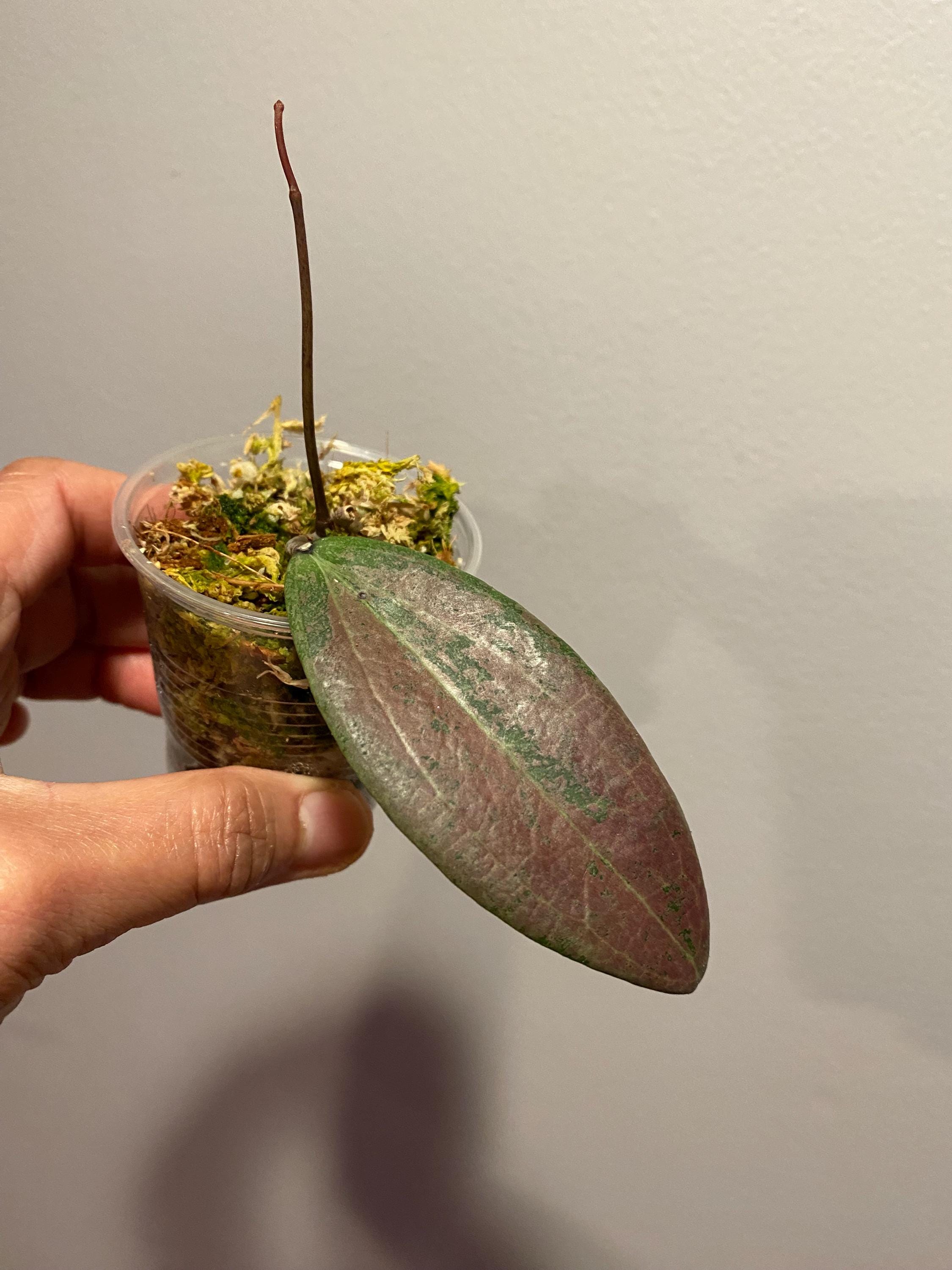 HOYA ロヘリ 250808 21 Hoya Loheri UNROOTED Cutting Rare Hoya - Etsy