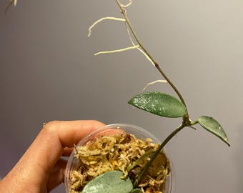 Hoya Lima Silver Rooted Cutting, (1), Full Silver Leaves, healthy, Rare Find!