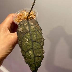 Hoya Clemensiorum Splash - Etsy