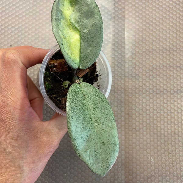 Hoya Carnosa Argentea Princess, #9, ( low variegation), Rooted in premium Substrate, healthy cutting.