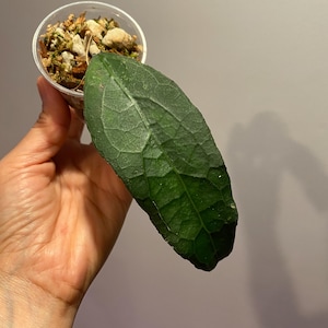 Hoya Clemensorium Thailand, (3), Rooted and Healthy Cutting, in a 2 inch pot, Rare Find!