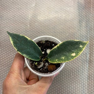 Hoya archboldiana Albo Marginata, 1, Rooted and Healthy, Rare Find Please Read Description image 5