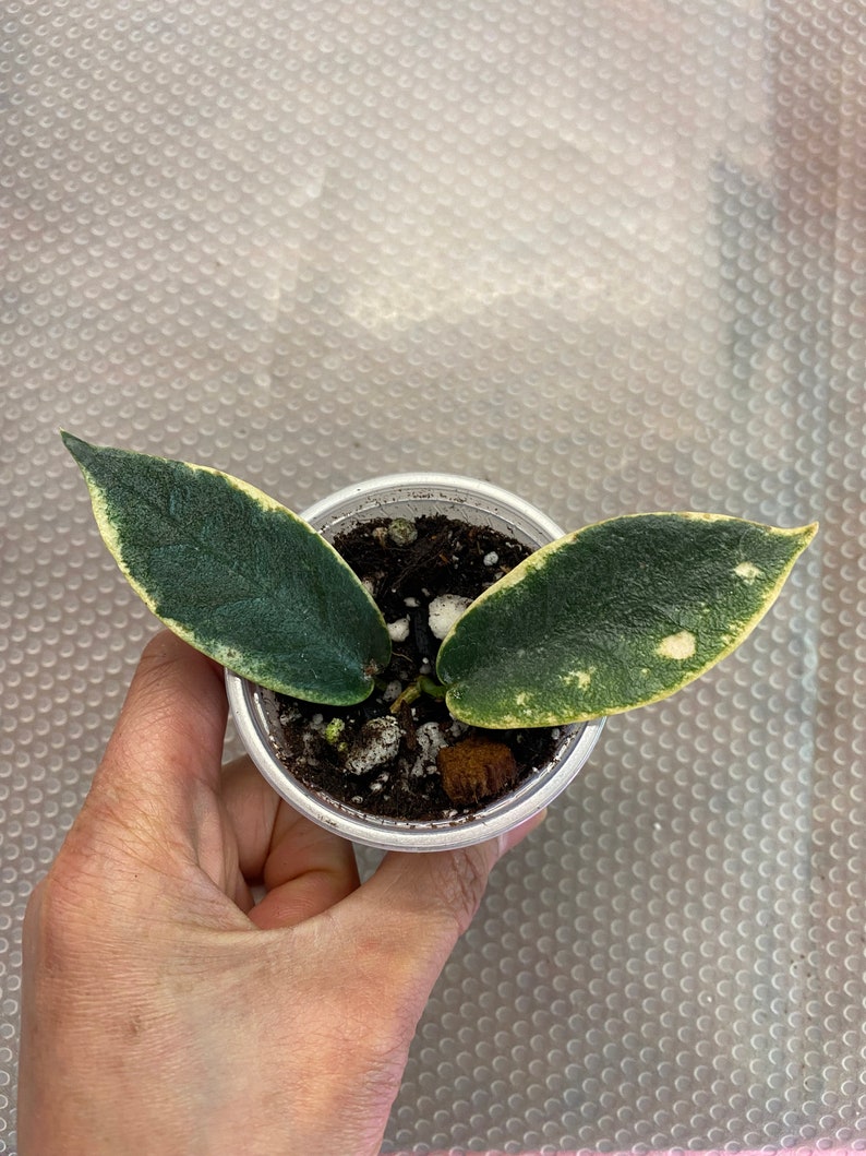 Hoya archboldiana Albo Marginata, 1, Rooted and Healthy, Rare Find Please Read Description image 5