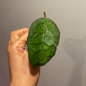 May include: A single oval-shaped plant leaf with a deep green, textured surface and prominent veins. The leaf features a dark purple or maroon margin along its edges and a small, light-colored stem segment extending from the top of the leaf base.