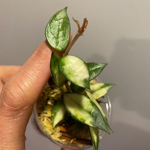 Hoya Lacunosa Variegata, (D), rooted in a 2 inch pot, with new growth.