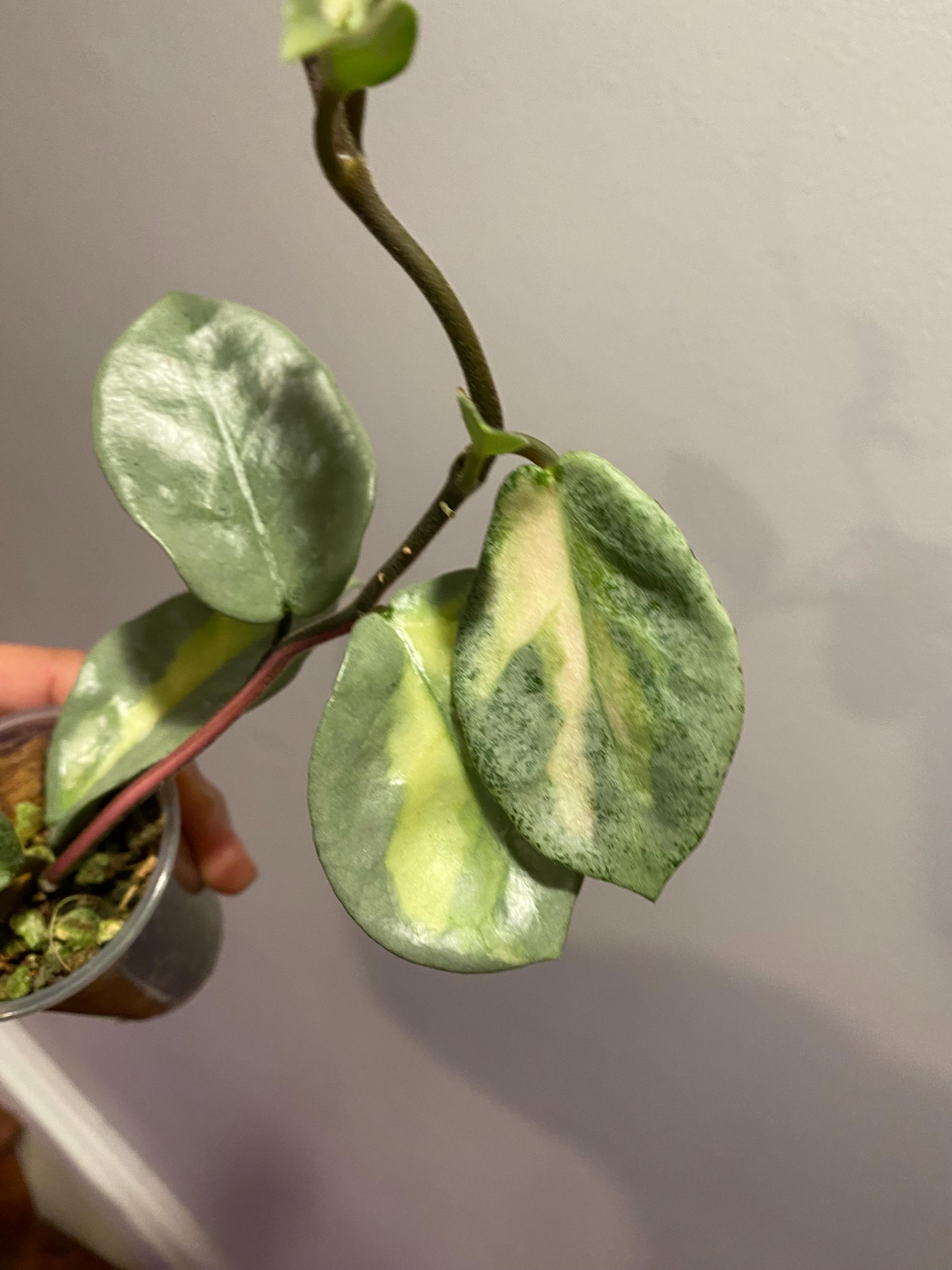 Hoya Carnosa Argentea Princess, (A), Rooted in Premium