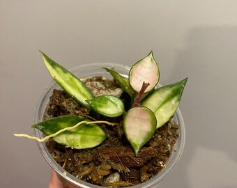 Hoya carnosa ‘Argentea Princess’① IMG-3040.png?v=1742416040&