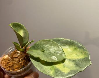 Hoya Carnosa Argentea Princess: Rooted Plant - Etsy