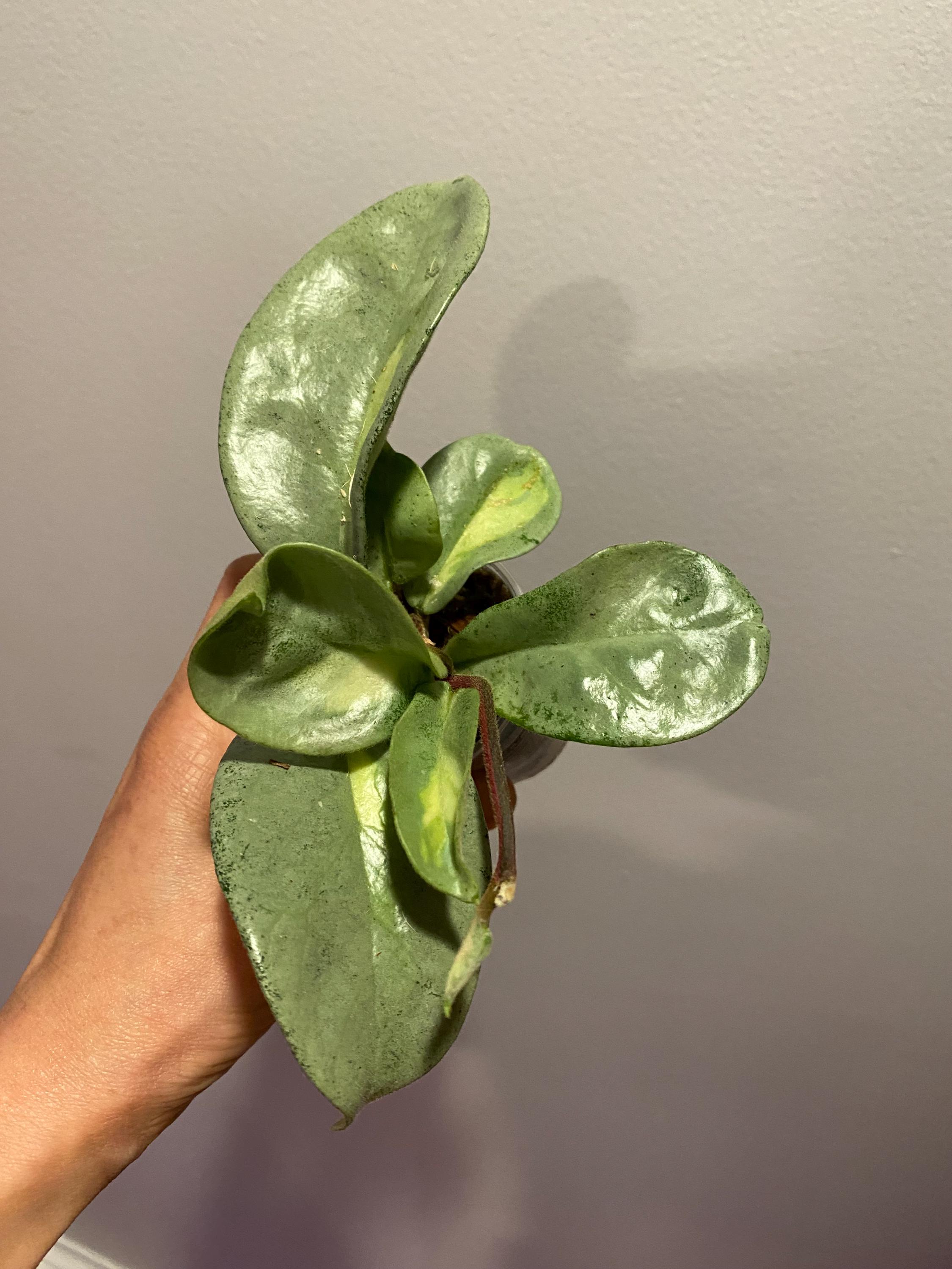 Hoya Argentea Princess - Etsy Hoya Argentea Princess - Etsy