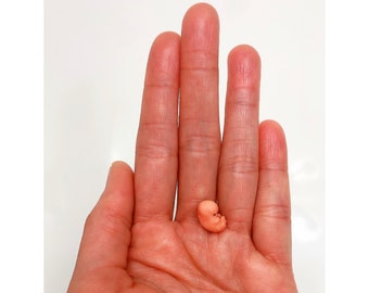 MADE TO ORDER 6 Week Gestation Embryo, Stage of Fetal Development (Memorial/Honor Sculpture - Baby Loss, Miscarriage, Keepsake)