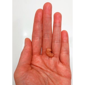 MADE TO ORDER 8 Week Gestation Embryo, Stage of Fetal Development (Memorial/Honor Sculpture - Baby Loss, Miscarriage, Keepsake)