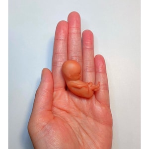 MADE TO ORDER 11 Week Gestation Fetus, Stage of Fetal Development (Memorial/Honor Sculpture - Baby Loss, Miscarriage, Keepsake)