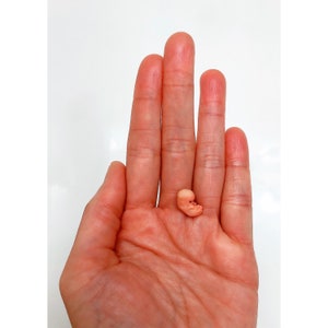 May include: A miniature, peach-colored figurine shaped like a human fetus, featuring a smooth, rounded head and curled limbs. The small, solid object is rendered in a light, flesh-toned material with a matte finish, capturing a detailed anatomical form.